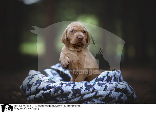 Magyar Vizsla Welpe / Magyar Vizsla Puppy / LB-01501