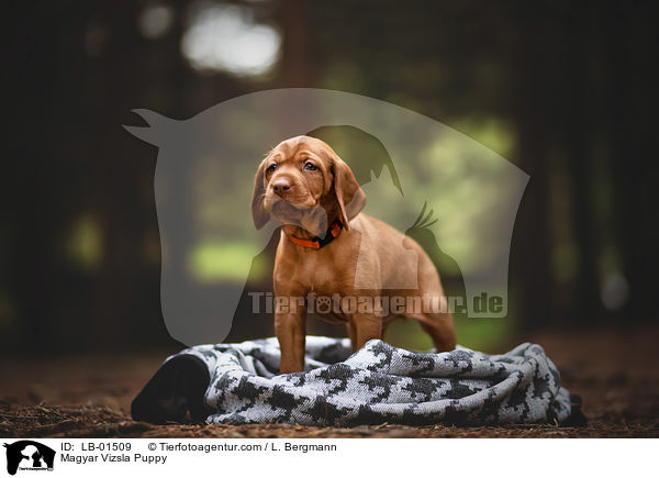 Magyar Vizsla Welpe / Magyar Vizsla Puppy / LB-01509