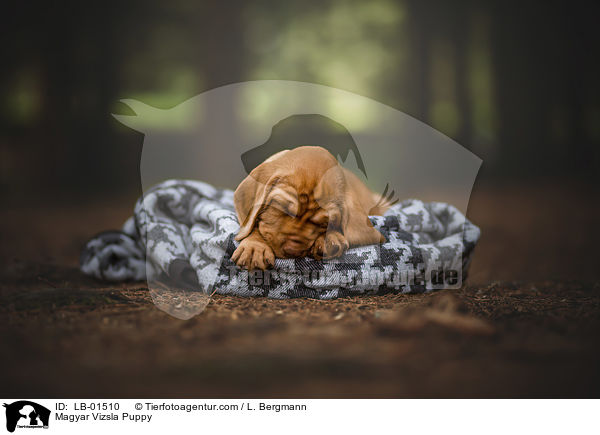 Magyar Vizsla Welpe / Magyar Vizsla Puppy / LB-01510