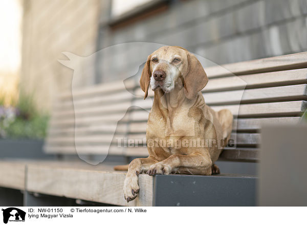 liegender Magyar Vizsla / lying Magyar Vizsla / NW-01150