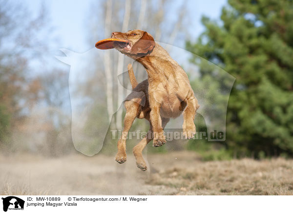 springender Magyar Vizsla / jumping Magyar Vizsla / MW-10889