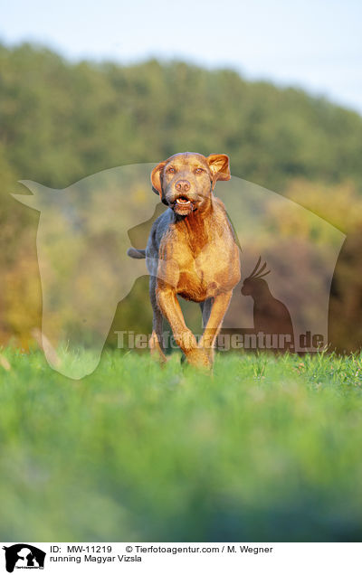 rennender Magyar Vizsla / running Magyar Vizsla / MW-11219