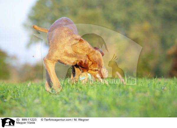 Magyar Vizsla / Magyar Vizsla / MW-11223