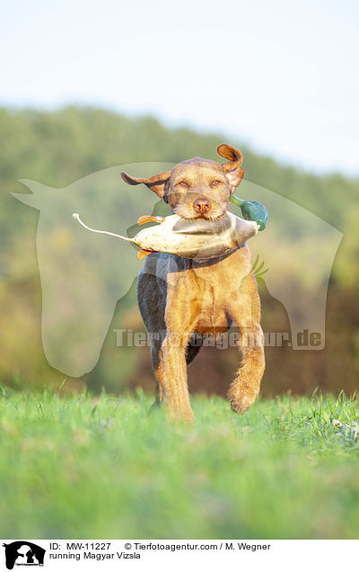 rennender Magyar Vizsla / running Magyar Vizsla / MW-11227