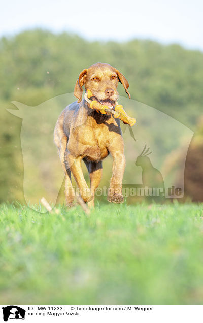 rennender Magyar Vizsla / running Magyar Vizsla / MW-11233