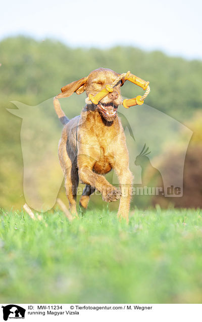 rennender Magyar Vizsla / running Magyar Vizsla / MW-11234