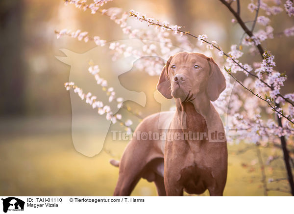 Magyar Vizsla / Magyar Vizsla / TAH-01110