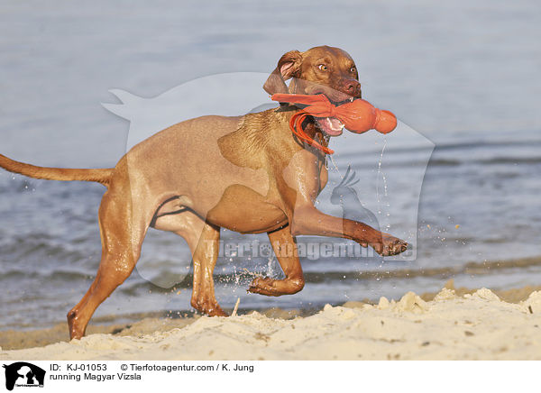 rennender Magyar Vizsla / running Magyar Vizsla / KJ-01053