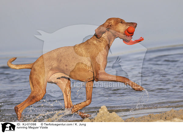 rennender Magyar Vizsla / running Magyar Vizsla / KJ-01098