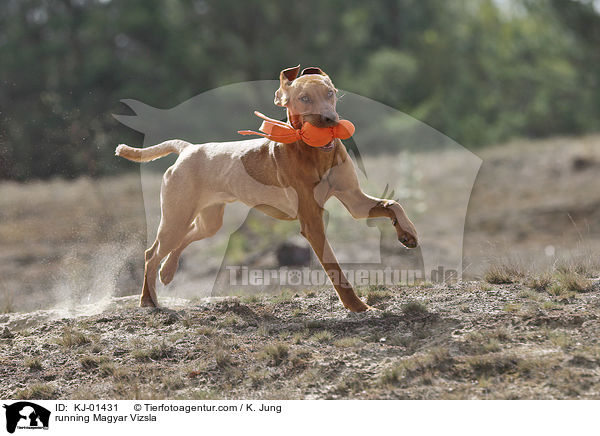 rennender Magyar Vizsla / running Magyar Vizsla / KJ-01431