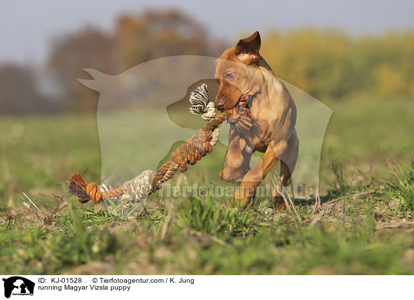 rennender Magyar Vizsla Welpe / running Magyar Vizsla puppy / KJ-01528