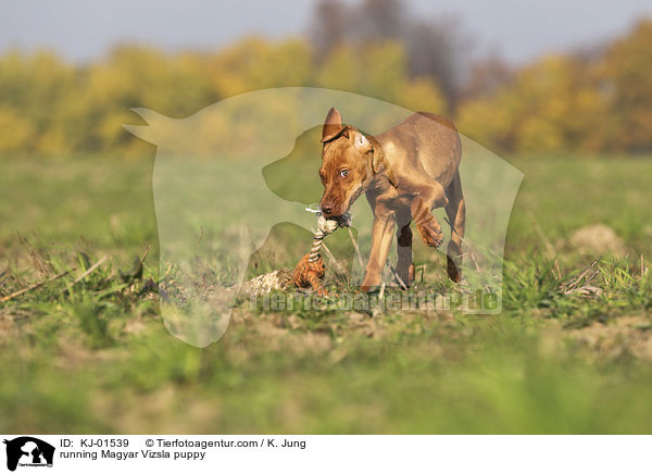rennender Magyar Vizsla Welpe / running Magyar Vizsla puppy / KJ-01539
