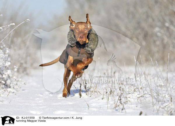 rennender Magyar Vizsla / running Magyar Vizsla / KJ-01559