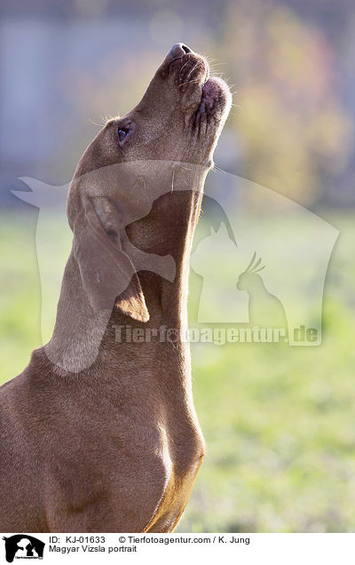 Magyar Vizsla Portrait / Magyar Vizsla portrait / KJ-01633