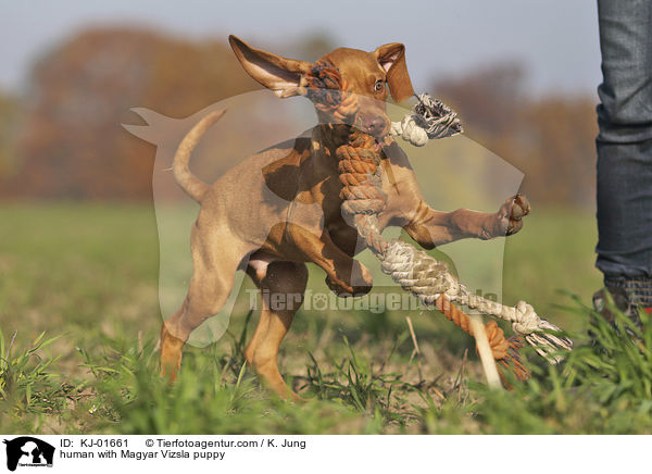 Mensch mit Magyar Vizsla Welpe / human with Magyar Vizsla puppy / KJ-01661