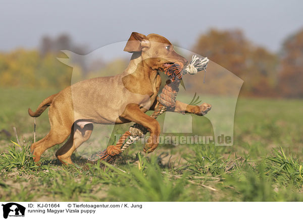 rennender Magyar Vizsla Welpe / running Magyar Vizsla puppy / KJ-01664