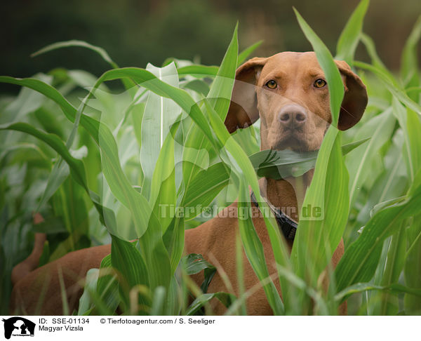 Magyar Vizsla / Magyar Vizsla / SSE-01134