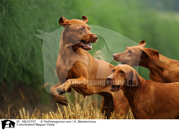 3 Kurzhaarvizsla / 3 shorthaired Magyar Vizsla / KB-02707