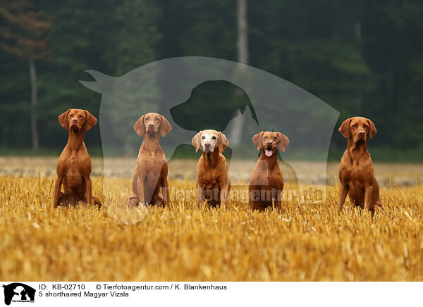 5 Kurzhaarvizsla / 5 shorthaired Magyar Vizsla / KB-02710