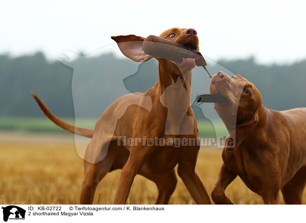2 Kurzhaarvizsla / 2 shorthaired Magyar Vizsla / KB-02722