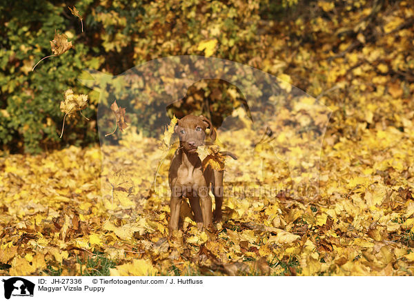 Magyar Vizsla Welpe / Magyar Vizsla Puppy / JH-27336