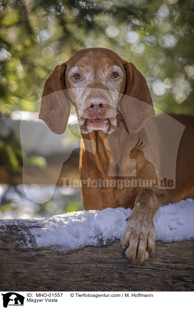 Magyar Vizsla / Magyar Vizsla / MHO-01557