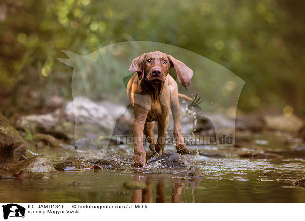 rennender Magyar Vizsla / running Magyar Vizsla / JAM-01346