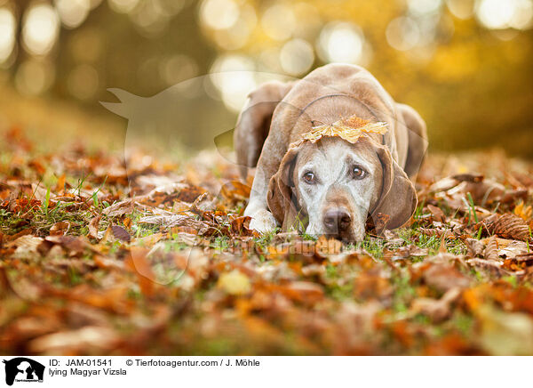 lying Magyar Vizsla / JAM-01541