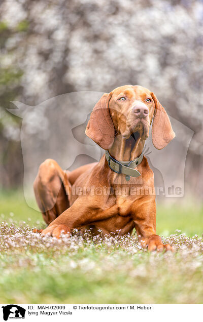 liegender Magyar Vizsla / lying Magyar Vizsla / MAH-02009