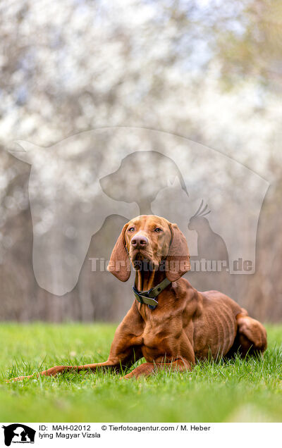 liegender Magyar Vizsla / lying Magyar Vizsla / MAH-02012