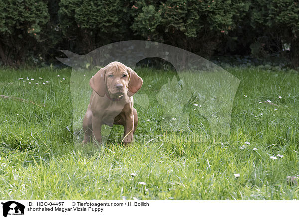 Kurzhaarvizsla Welpe / shorthaired Magyar Vizsla Puppy / HBO-04457