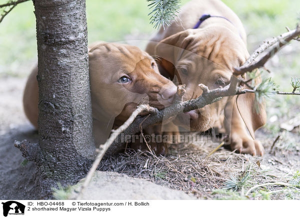 2 Kurzhaarvizsla Welpen / 2 shorthaired Magyar Vizsla Puppys / HBO-04468