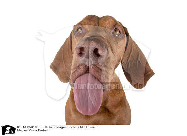 Magyar Vizsla Portrait / MHO-01855