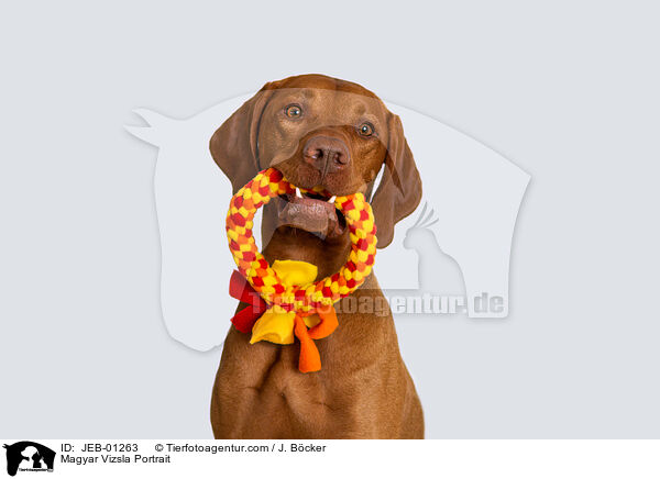 Magyar Vizsla Portrait / Magyar Vizsla Portrait / JEB-01263