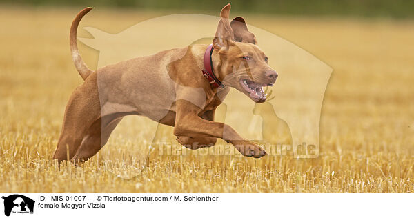 Magyar Vizsla Hndin / female Magyar Vizsla / MIS-01007