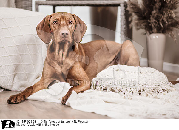 Magyar Vizsla in der Wohnung / Magyar Vizsla within the house / NP-02358