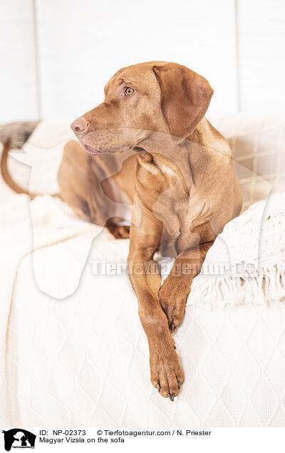 Magyar Vizsla auf dem Sofa / Magyar Vizsla on the sofa / NP-02373