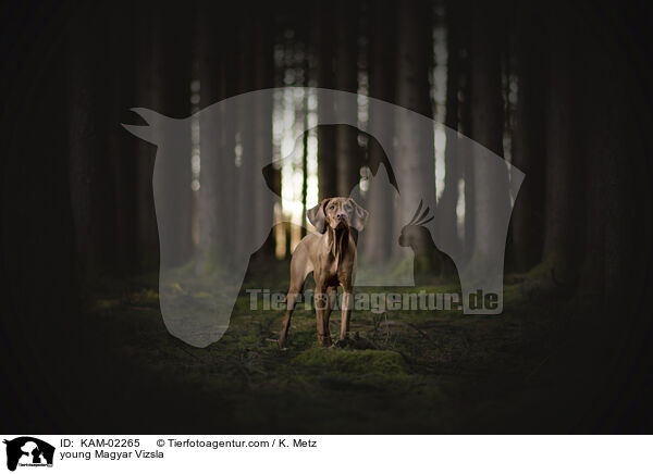 junger Magyar Vizsla / young Magyar Vizsla / KAM-02265