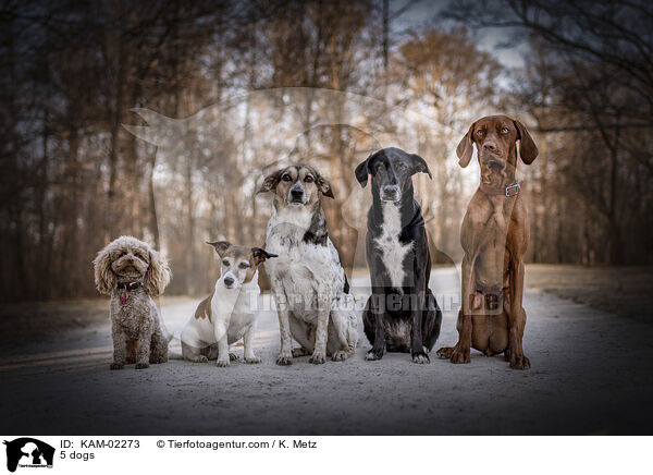 5 Hunde / 5 dogs / KAM-02273