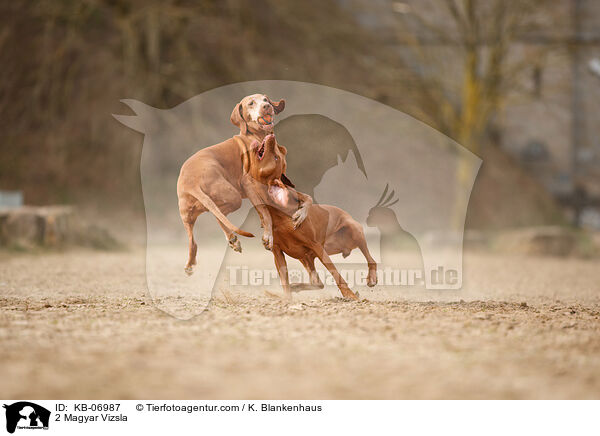 2 Magyar Vizsla / 2 Magyar Vizsla / KB-06987