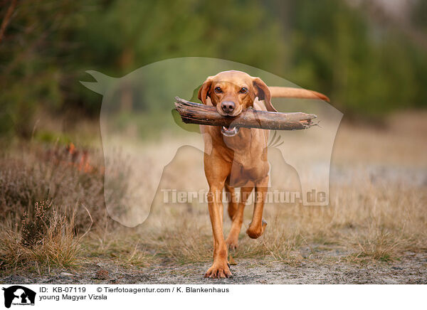 junger Magyar Vizsla / young Magyar Vizsla / KB-07119