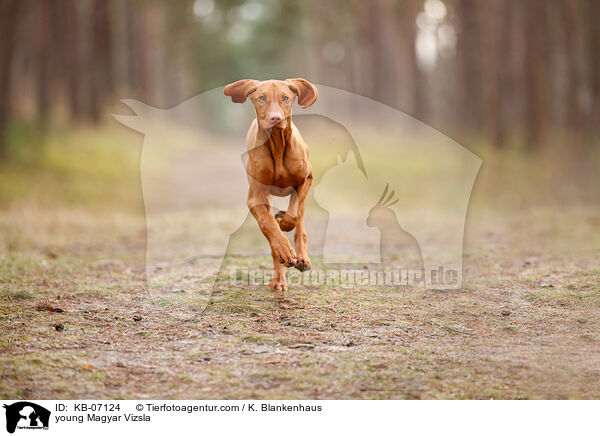 junger Magyar Vizsla / young Magyar Vizsla / KB-07124