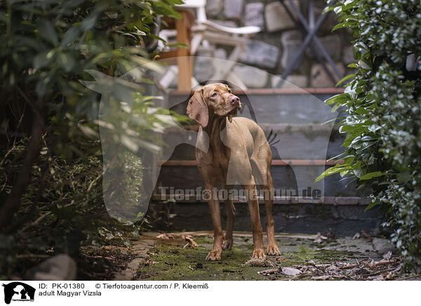 ausgewachsener Magyar Vizsla / adult Magyar Vizsla / PK-01380