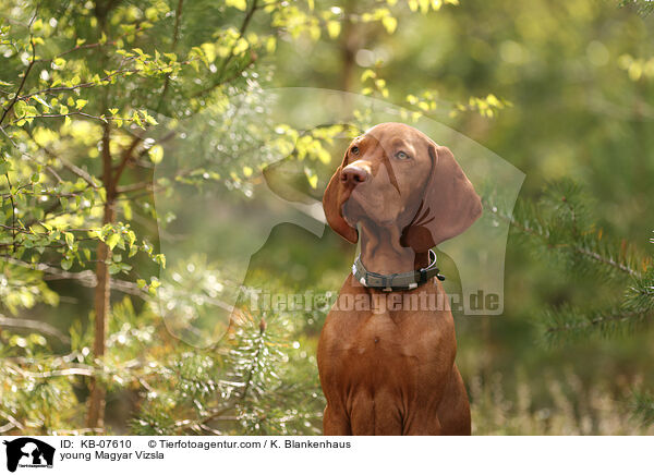junger Magyar Vizsla / young Magyar Vizsla / KB-07610