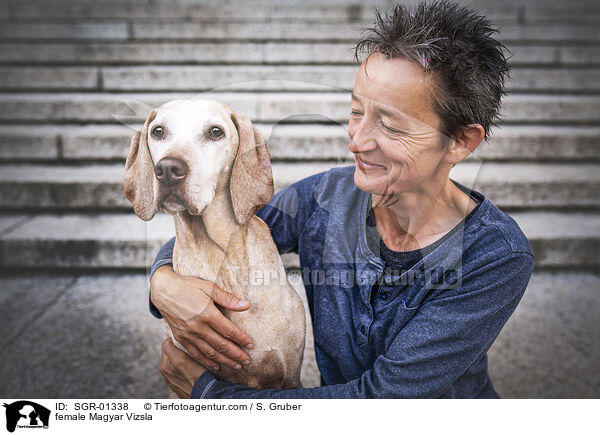 Magyar Vizsla Hndin / female Magyar Vizsla / SGR-01338