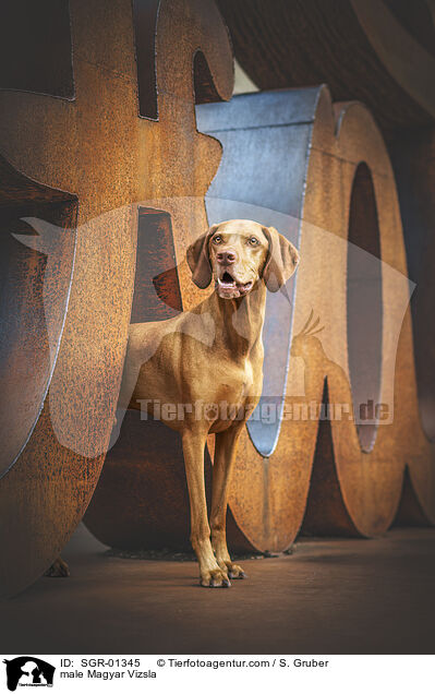 Magyar Vizsla Rde / male Magyar Vizsla / SGR-01345