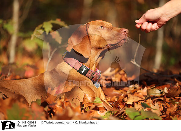 Magyar Vizsla / Magyar Vizsla / KB-08088