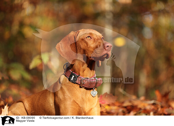 Magyar Vizsla / Magyar Vizsla / KB-08090