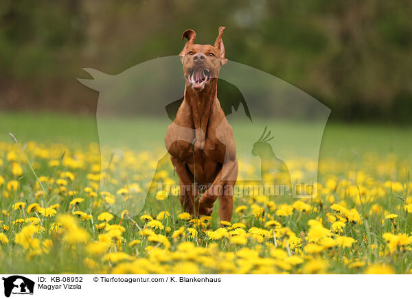 Magyar Vizsla / Magyar Vizsla / KB-08952