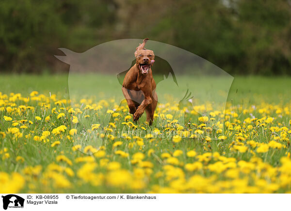 Magyar Vizsla / Magyar Vizsla / KB-08955